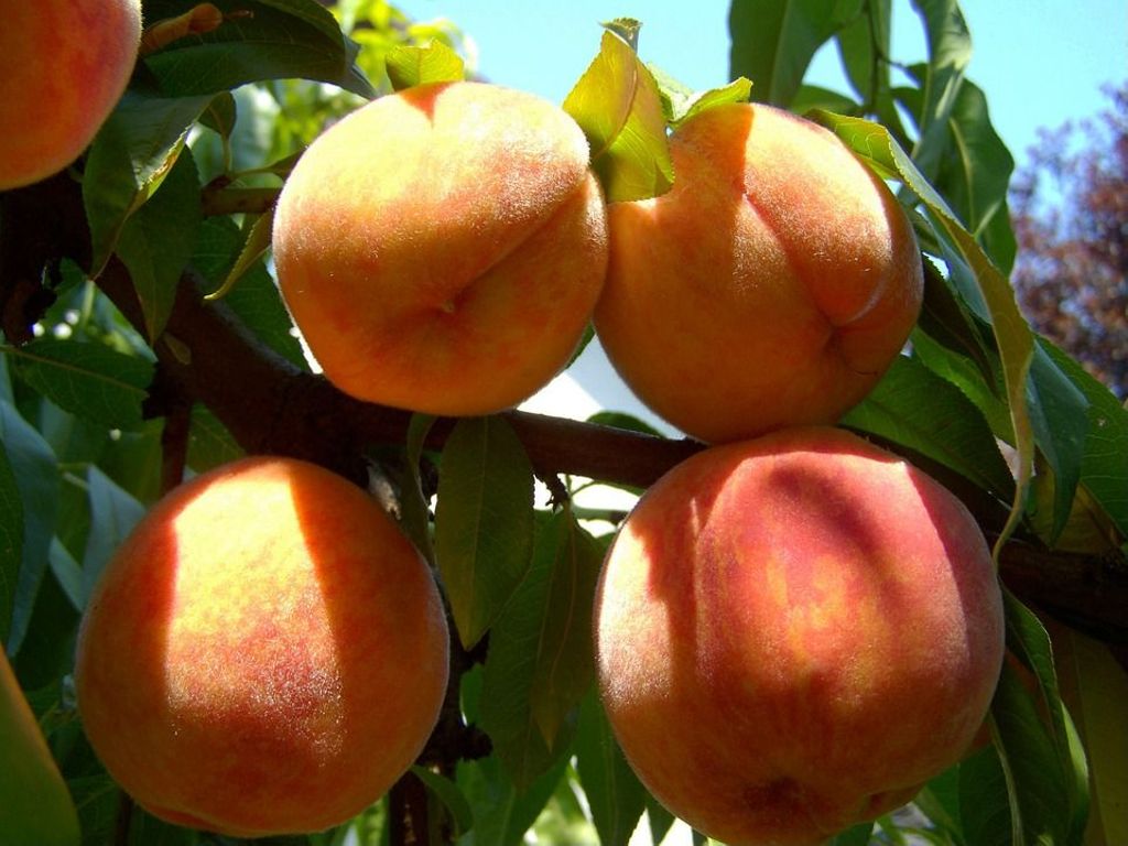 Miniature of Peach Harvest